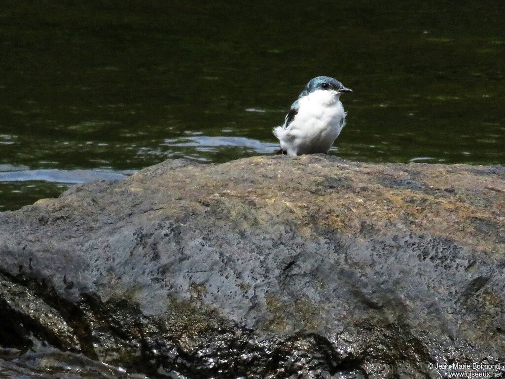 Hirondelle à ailes blanches