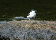 Hirondelle à ailes blanches