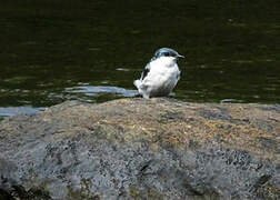 White-winged Swallow