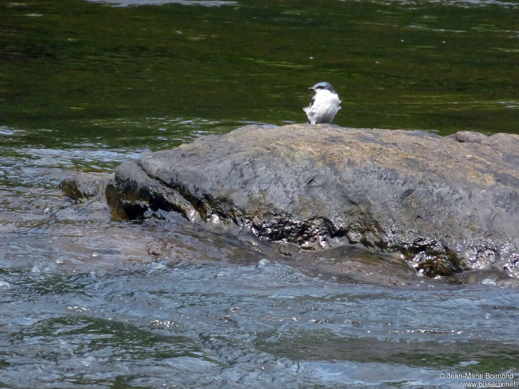 Hirondelle à ailes blanches