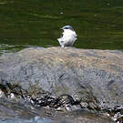 Hirondelle à ailes blanches