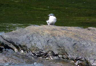 Hirondelle à ailes blanches