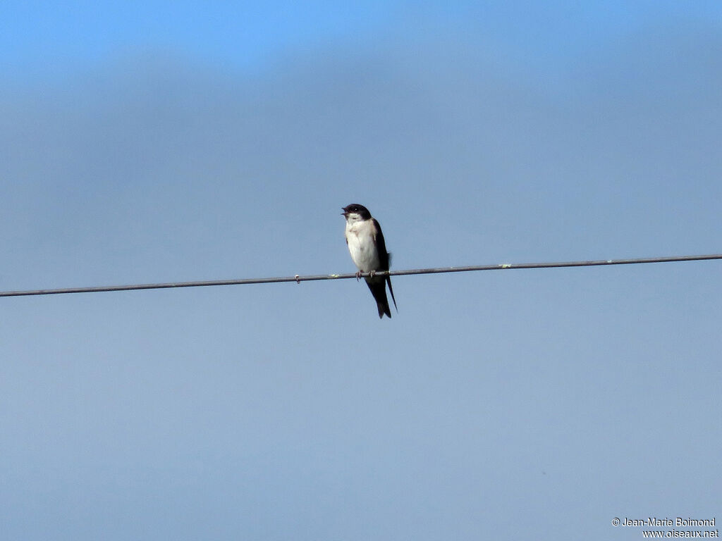 Blue-and-white Swallow