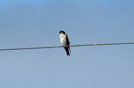 Blue-and-white Swallow