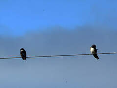 Blue-and-white Swallow