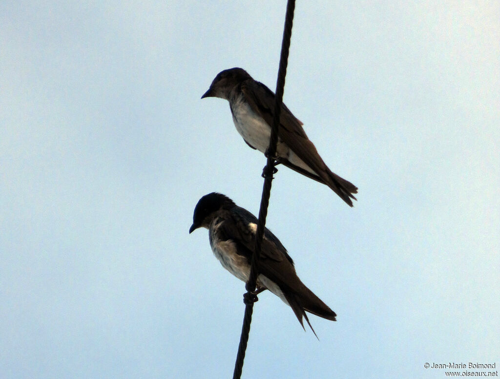 Grey-breasted Martin