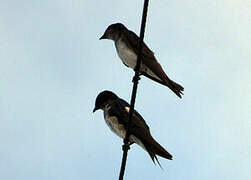 Grey-breasted Martin