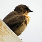 Hirondelle isabelline