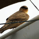 Hirondelle isabelline