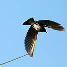 Hirondelle tapère