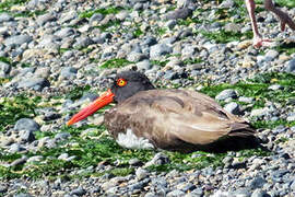 American Oystercatcher