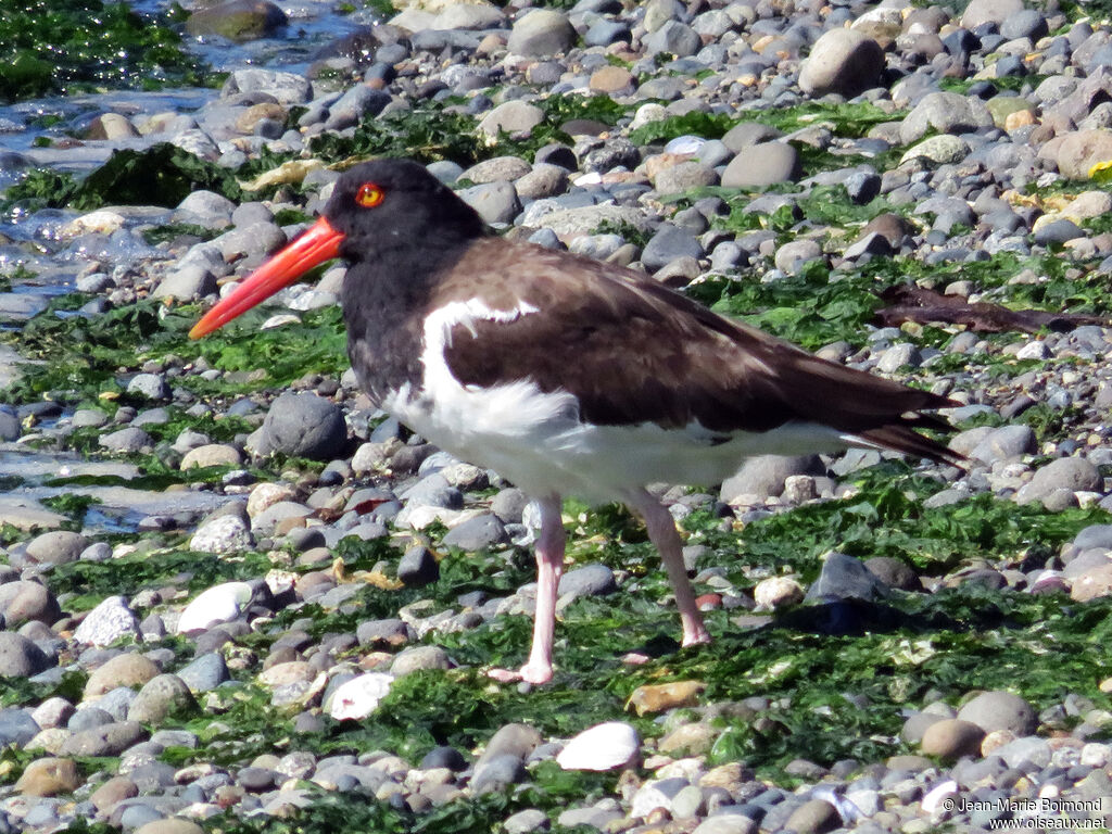 American Oystercatcher