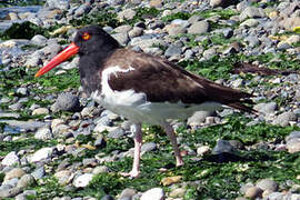 American Oystercatcher