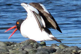 American Oystercatcher