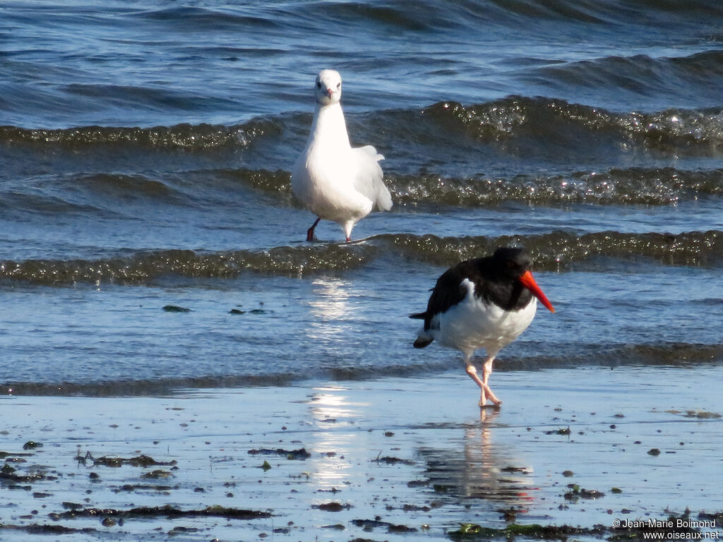 American Oystercatcher