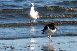 American Oystercatcher