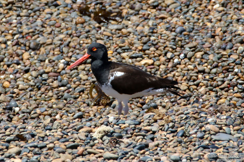 American Oystercatcher