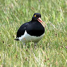 Huîtrier de Garnot