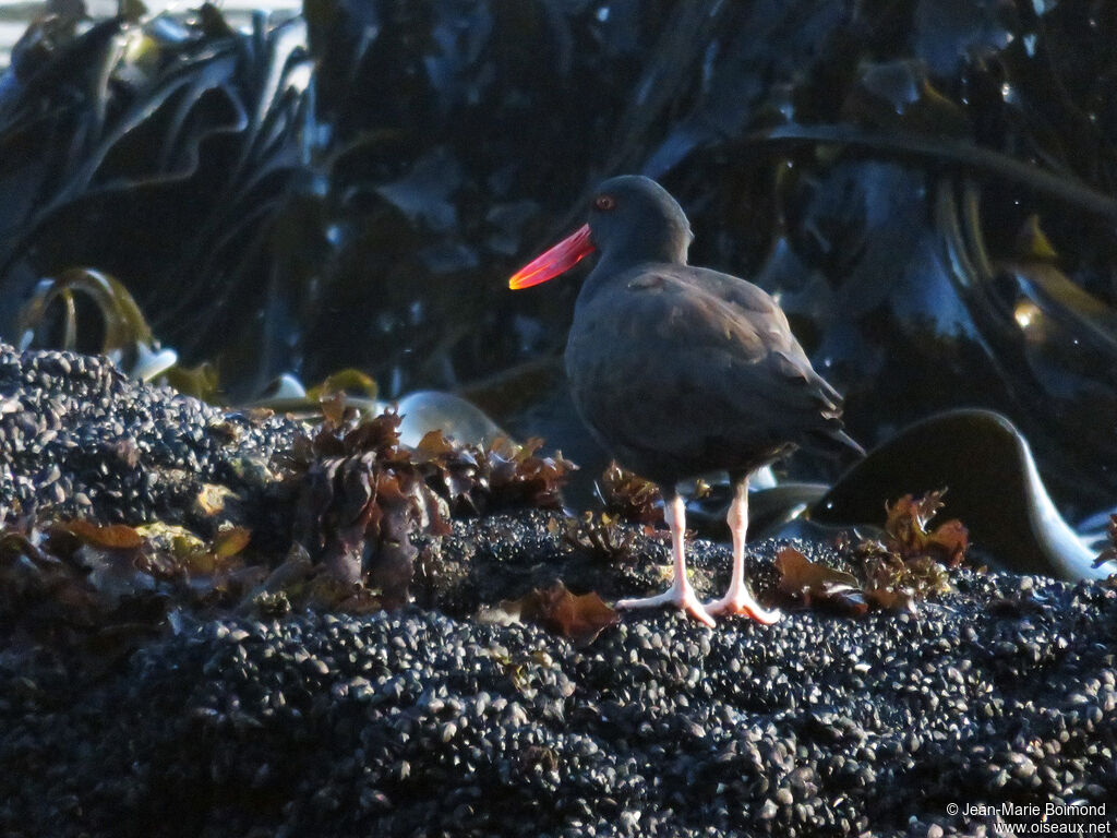 Blackish Oystercatcher