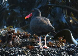 Blackish Oystercatcher