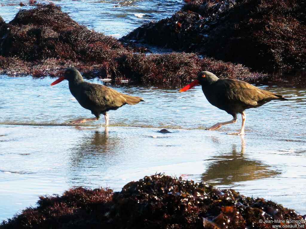 Blackish Oystercatcher