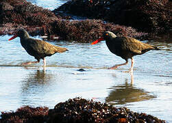 Blackish Oystercatcher