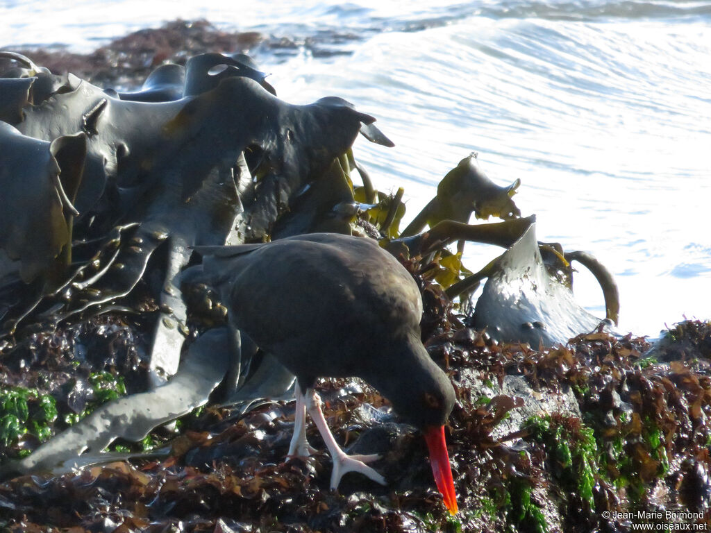 Blackish Oystercatcher