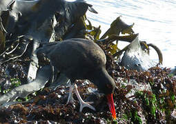 Blackish Oystercatcher