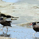 Huîtrier noir