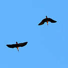 Ibis à face noire