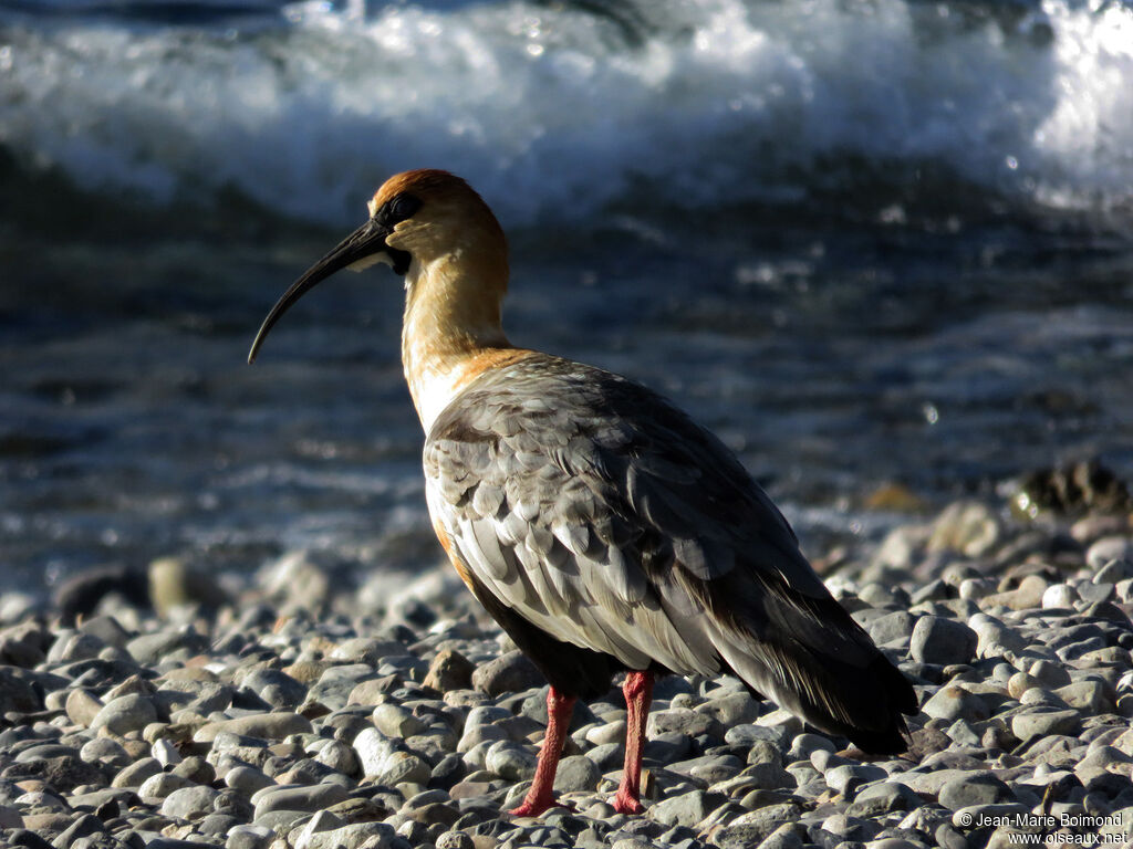 Black-faced Ibis