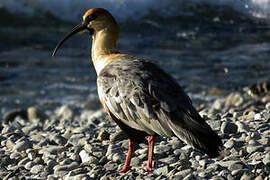 Black-faced Ibis