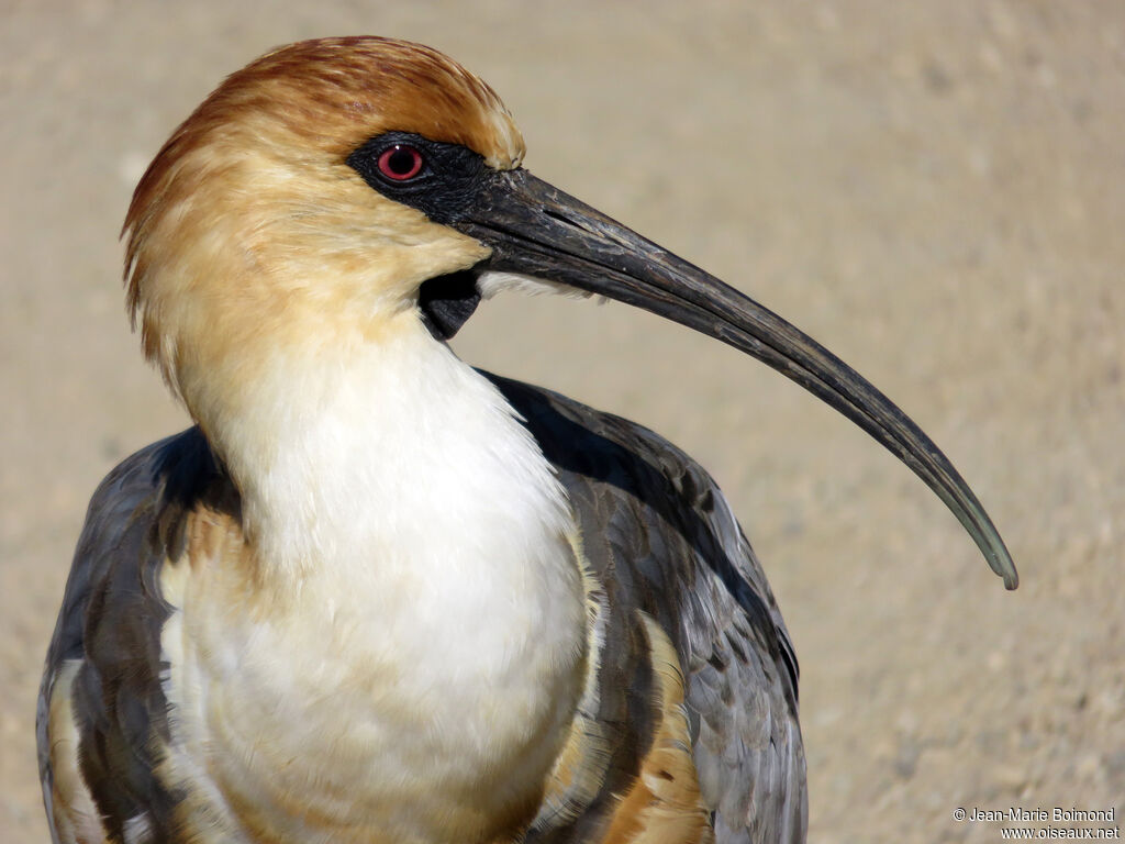 Black-faced Ibis