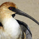 Ibis à face noire