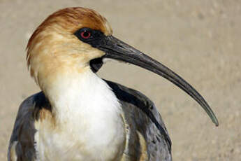 Ibis à face noire