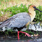 Ibis à face noire