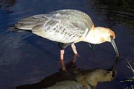 Black-faced Ibis