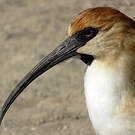 Ibis à face noire