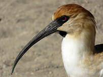 Ibis à face noire