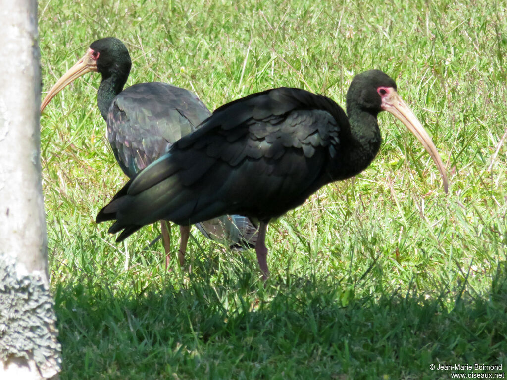 Bare-faced Ibis