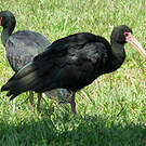 Ibis à face nue