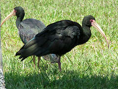 Bare-faced Ibis