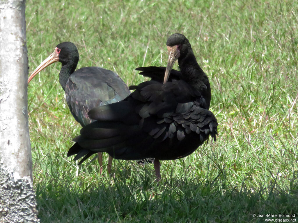 Ibis à face nue