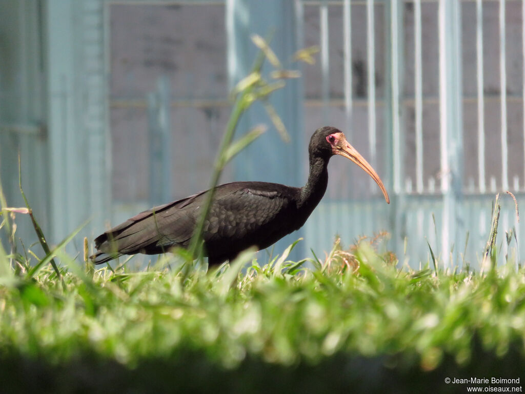 Ibis à face nue