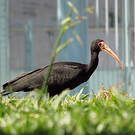 Ibis à face nue
