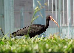 Bare-faced Ibis