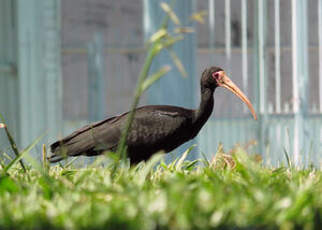 Ibis à face nue