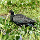Ibis à face nue