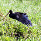 Ibis à face nue