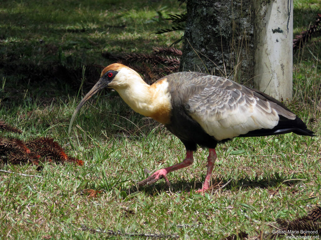 Buff-necked Ibis